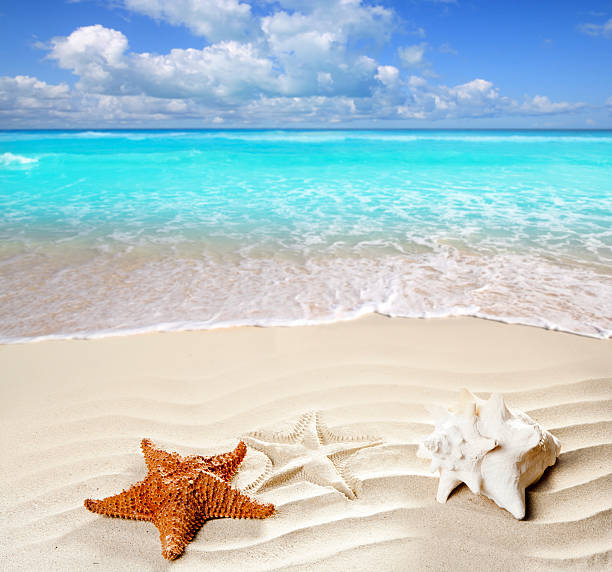 istock caribbean tropical beach white sand starfish shell 123079841