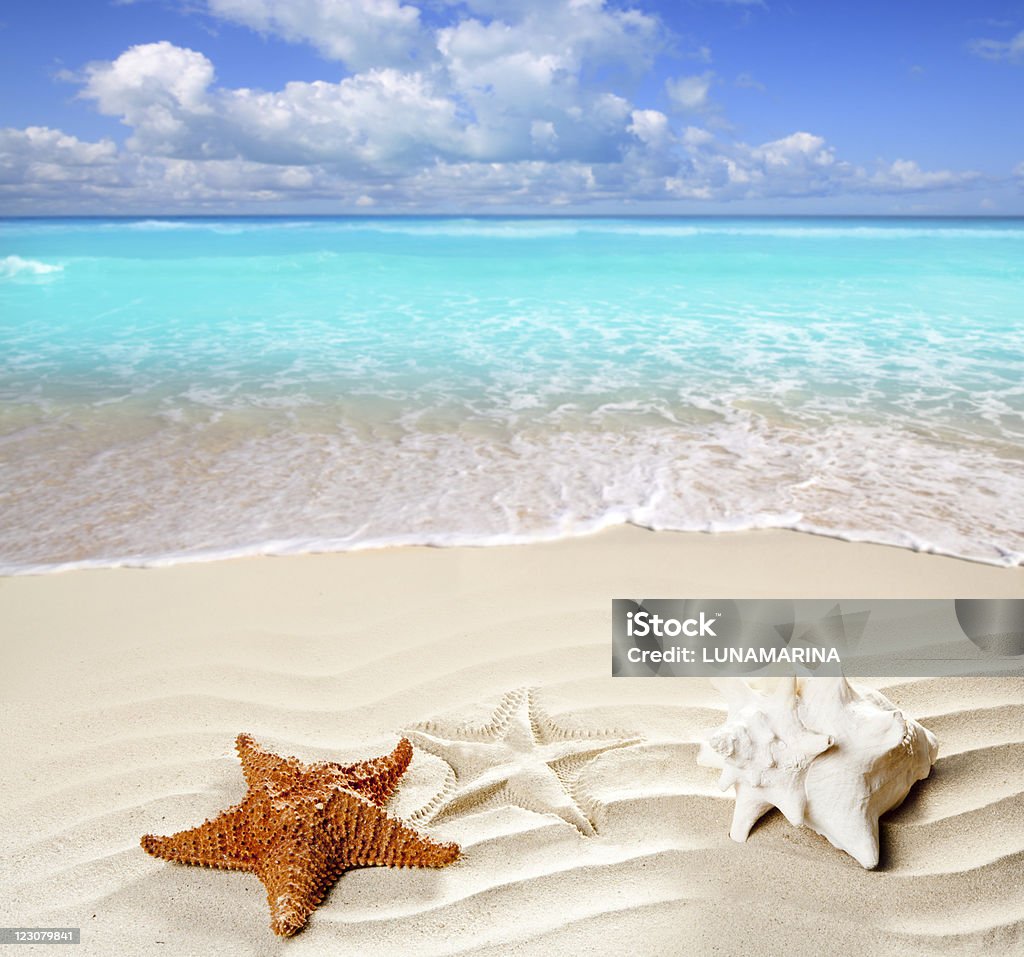Karaibska Plaża tropikalny biały piasek Rozgwiazda shell - Zbiór zdjęć royalty-free (Bez ludzi)