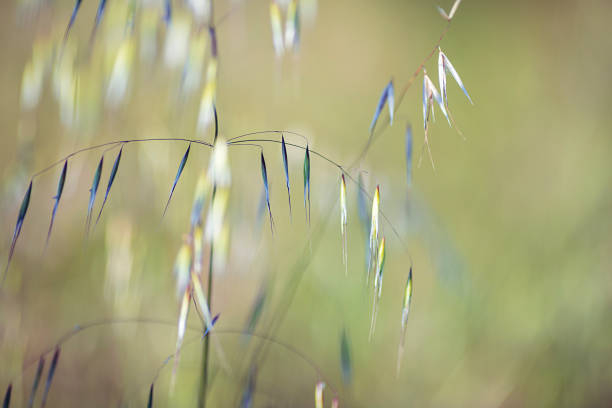 Grass and sunset in the field
