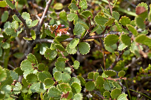 Dwarf Birch (Betula nana) stock photo
