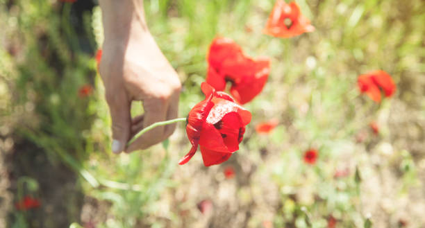 istock Man picking up red poppies. Poppy field 1230812565