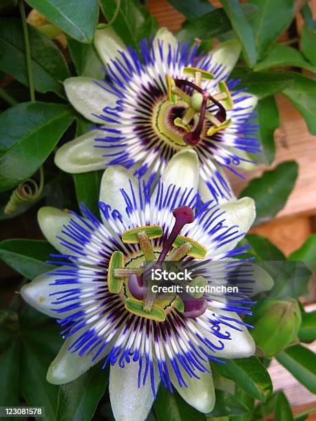 Passiflora Passion Flower Butterfly Stockfoto und mehr Bilder von Passionsblume - Passionsblume, Rankenpflanze, Baumblüte