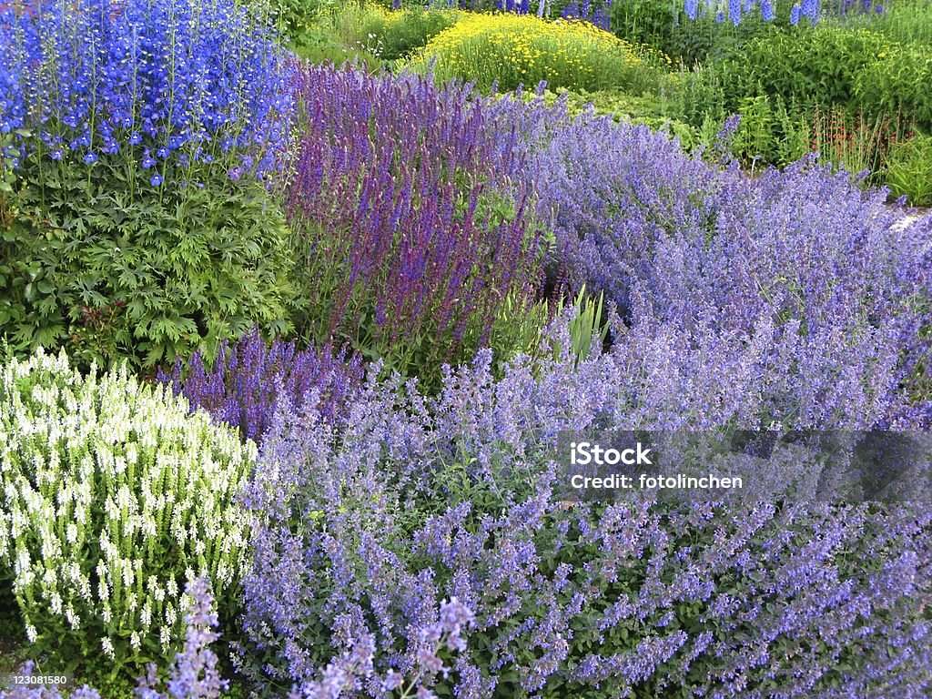 Herb garden - Lizenzfrei Katzenminze Stock-Foto