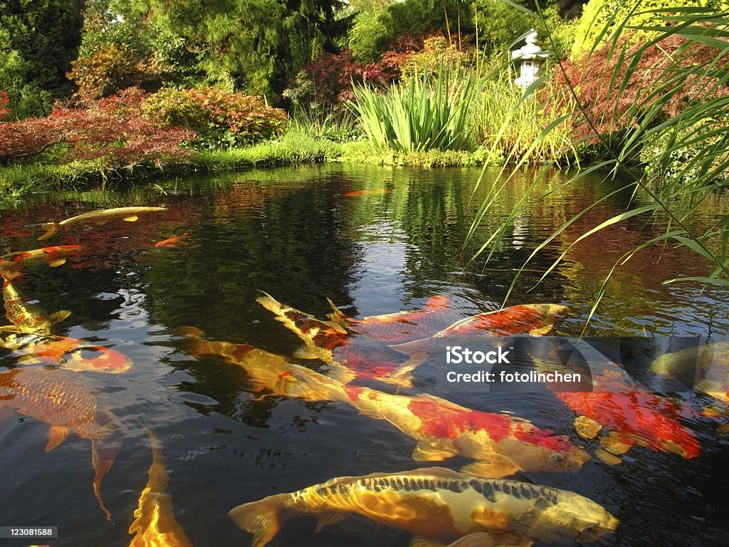 Japanischer Garten-big kois im Teich - Lizenzfrei Bunt - Farbton Stock-Foto