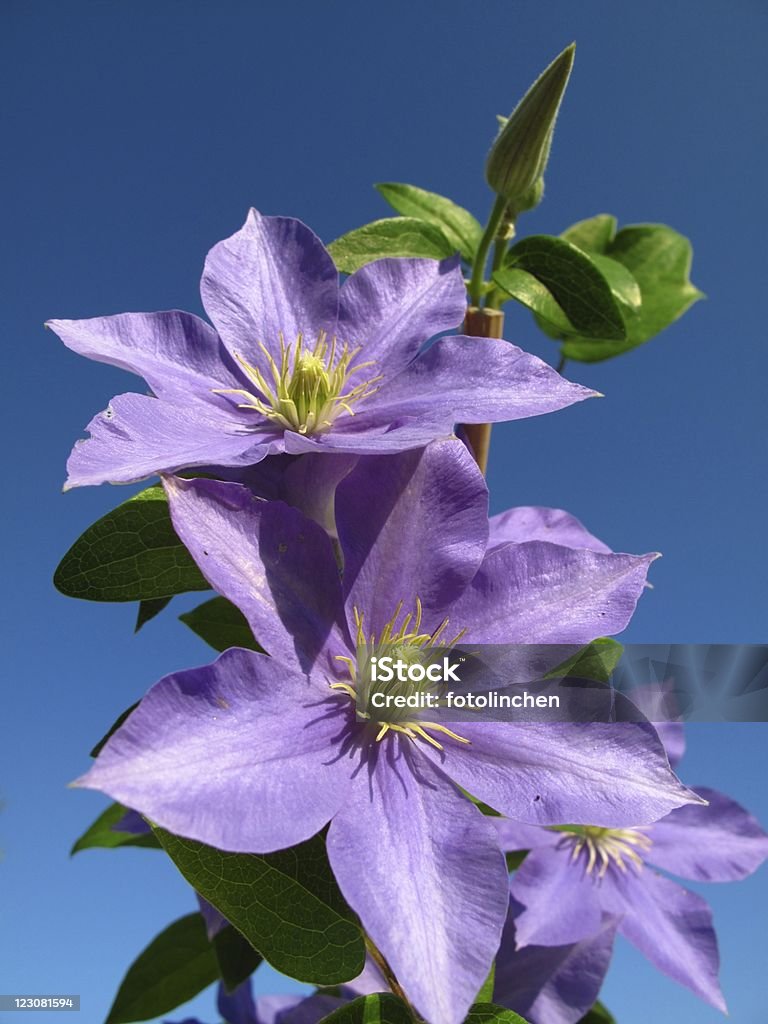 Purple Waldrebe - Lizenzfrei Waldrebe Stock-Foto