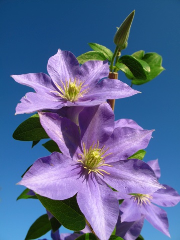 Purple Clematis flowers