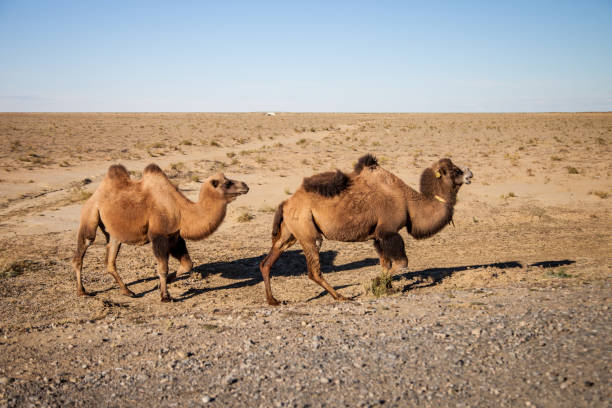 istock two camels in the desert 1230839764