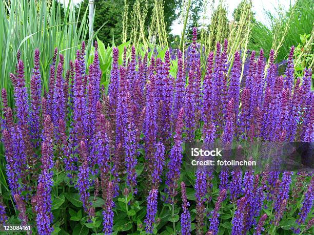 Blühende Salvia Stockfoto und mehr Bilder von Blume - Blume, Salbei, Bildhintergrund