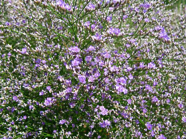 limonium latifolium-breitblaettriger steppenschleier - limonium zdjęcia i obrazy z banku zdjęć