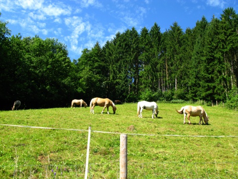 Two horses in a paddock in a forest clearing.