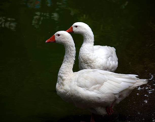 Two geese are enjoying a quiet pond