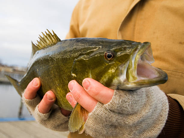 segurando um smallmouth bass - smallmouth bass fotos - fotografias e filmes do acervo