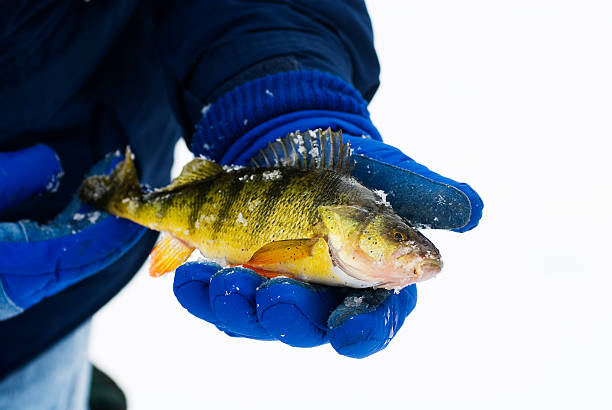 540+ Ice Fishing Perch Stock Photos, Pictures & Royalty-Free Images - iStock