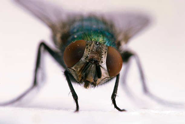 big ojos de exclusión - mosca insecto fotografías e imágenes de stock