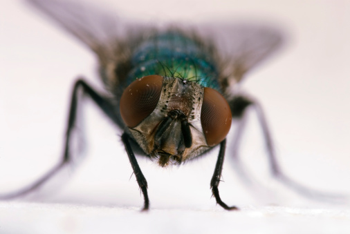 House Fly, Flesh Fly or Meat Fly Sarcophagidae Parasite Insect Pest on green leaves.