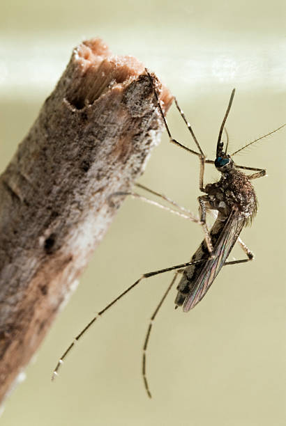 istock Common Mosquito Pest Aedes vexans 123084653