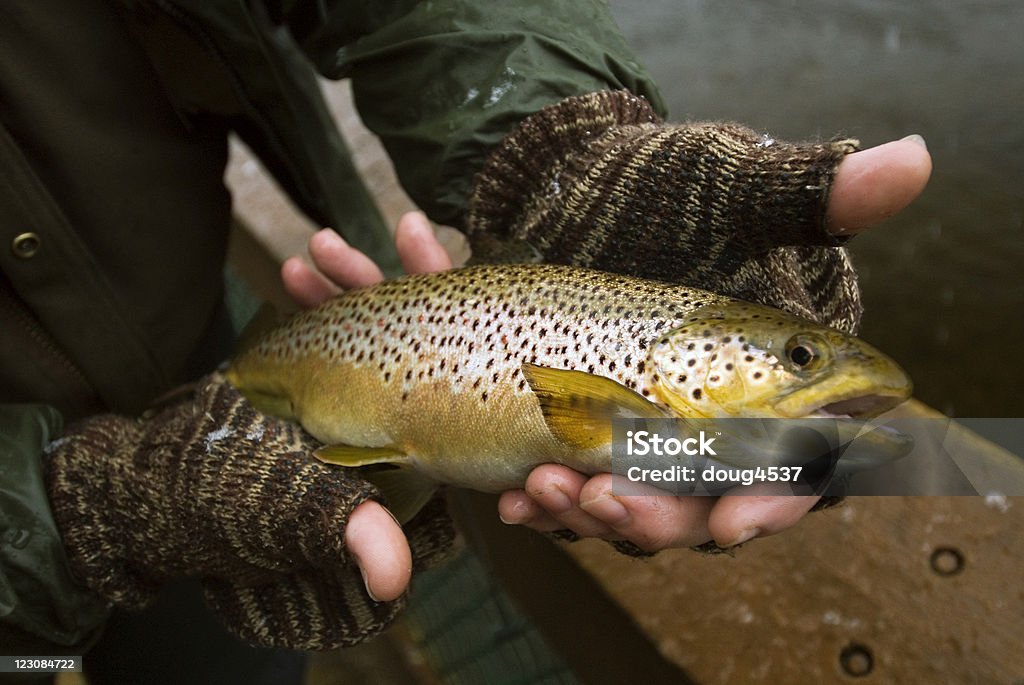 Truta Marisca em Fisherman's mãos - Foto de stock de Atividade Recreativa royalty-free