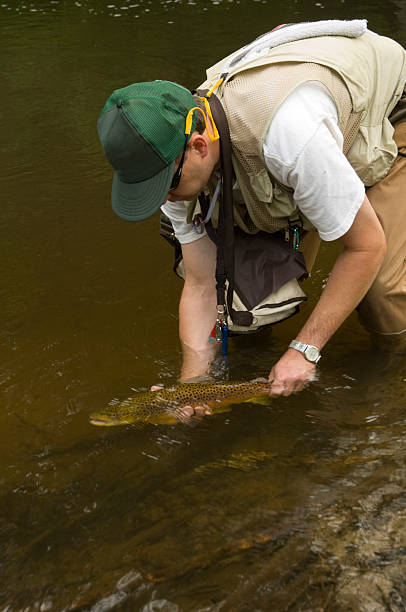 분비 커요 송어#2 - fish trout brown trout ankle deep in water 뉴스 사진 이미지