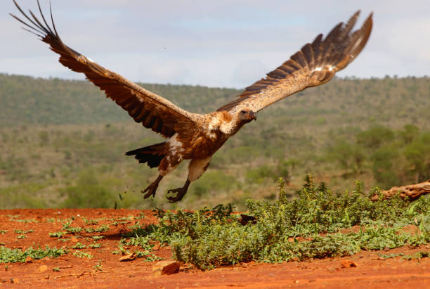 istock White-Backed Vulture in Zimanga Game Reserve 1230848347