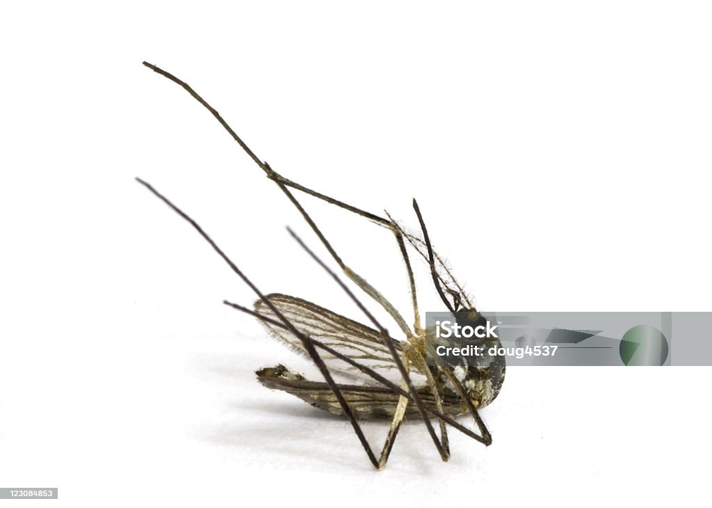 Dead Mosquito - Foto de stock de Animal muerto libre de derechos