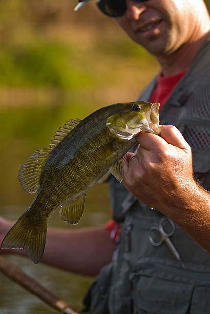 smallmouth bass - smallmouth bass fotos fotografías e imágenes de stock