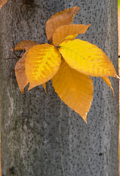 gelbe buche blätter - american beech stock-fotos und bilder