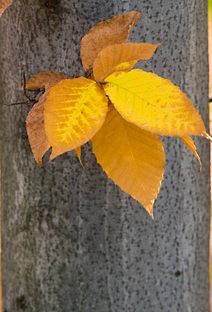 żółty beech liście - american beech zdjęcia i obrazy z banku zdjęć