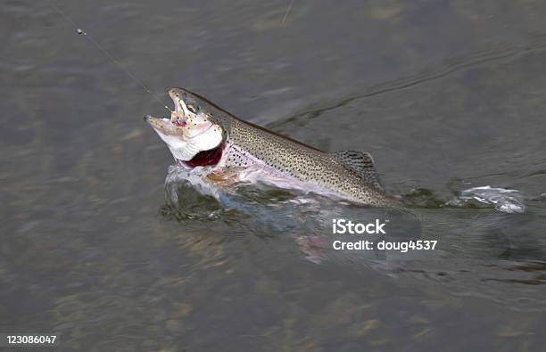 Trota Iridea - Fotografie stock e altre immagini di Acqua - Acqua, Ambientazione esterna, Amo da pesca