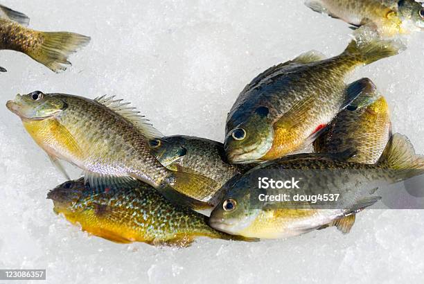 Eisfischen Sie Stockfoto und mehr Bilder von Angeln - Angeln, Eis, Eisfischen