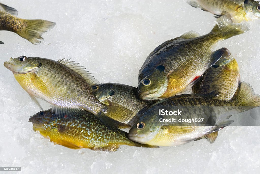 Pêche sous la glace ne - Photo de Activité de plein air libre de droits