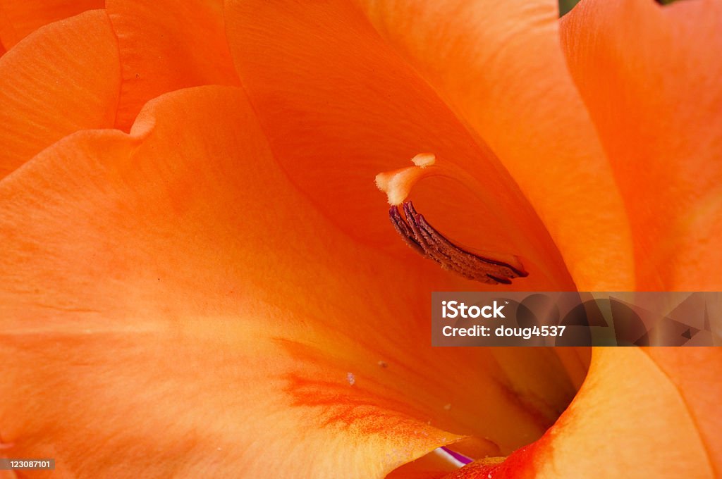 오렌지 꽃 접사를 - 로열티 프리 0명 스톡 사진