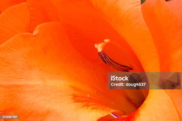 오렌지 꽃 접사를 0명에 대한 스톡 사진 및 기타 이미지 - 0명, 글라디올러스, 꽃 한송이