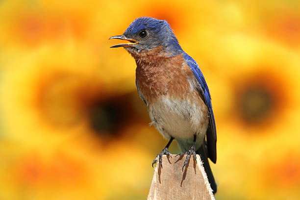 istock Eastern Bluebird With Sunflowers 123087413