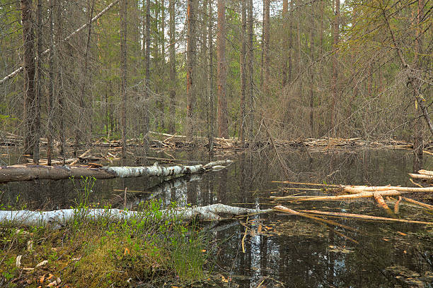 istock Beaver damming in forest, wide angle photo 123087477
