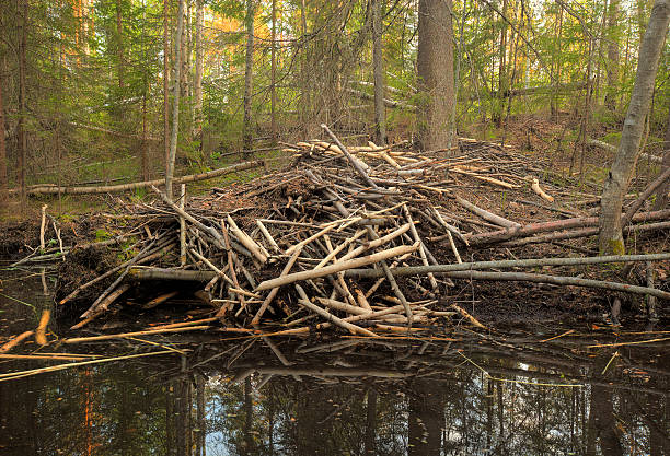 istock Beaver damming in forest, wide angle photo 123087480