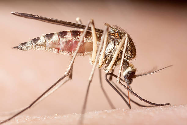 istock Mosquito sucking blood, extreme close-up 123087488