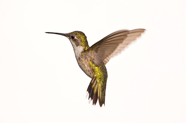 istock Female Ruby Red Throat Hummingbird in Flight 123087844