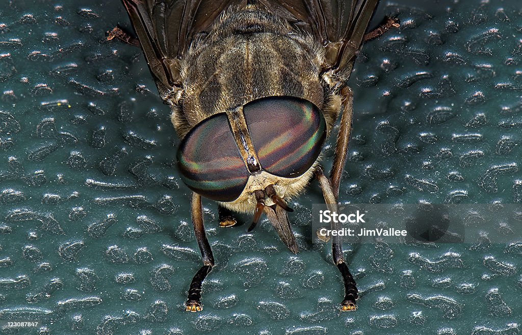 Horse Fly  Animal Stock Photo