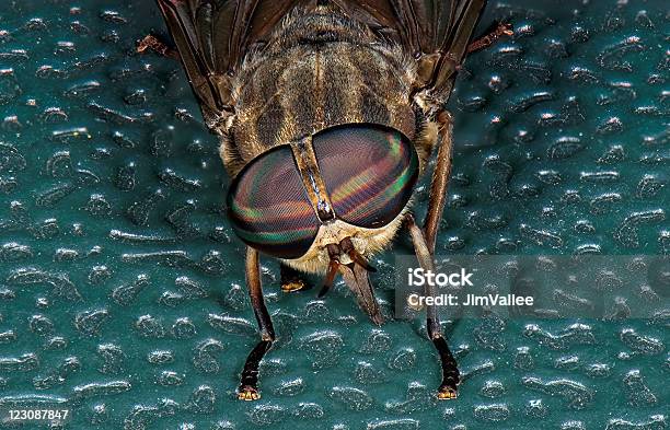 Horse Fly Stock Photo - Download Image Now - Animal, Animal Antenna, Animal Body Part
