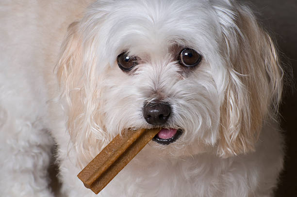 istock Maltese Toy Poodle Mix 123088131