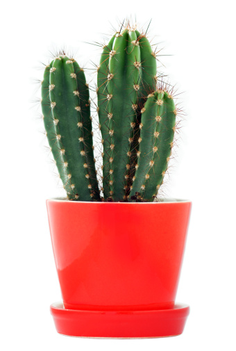 Isolated cactus in a red flowerpot.