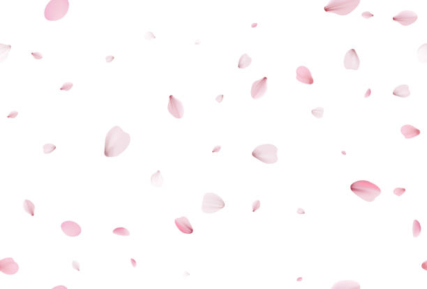 シームレスな桜の花びら。現実的な桜を落ちる - painted image food fruit wallpaper pattern点のイラスト素材／クリップアート素材／マンガ素材／アイコン素材