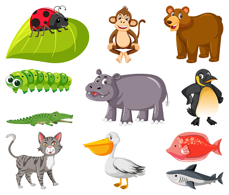 Large Set Of Different Types Of Animals On White Background Stock  Illustration - Download Image Now - iStock