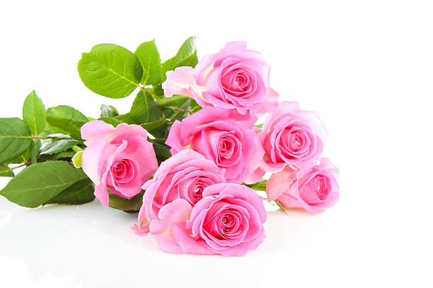 istock Pile of pink roses 123096094