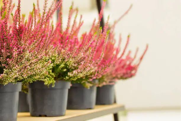 Photo of Heather Calluna blossom pink potted flower. Perspective with defocus. Stunning autumn flower is a popular garden decoration. Blooming natural heather with rose twigs, nature background