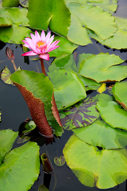 istock water lily pond pattaya thailand 123098083