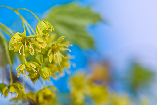 Bright natural scene. Cluster of yellow blooms on blossoming tree branch with green leaves. Early spring nature. Artistic detail. Selective focus