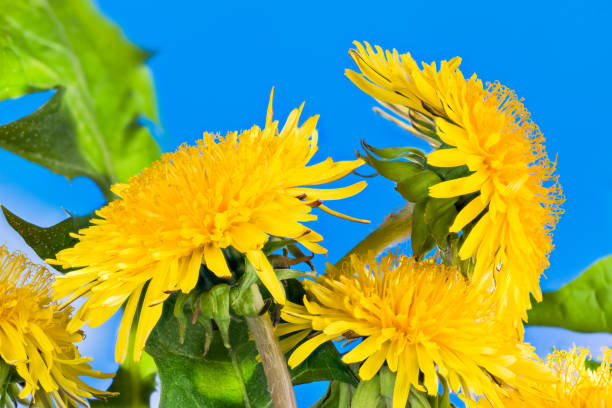 close-up de cabeças de flores de dente-de-leão amarelo no fundo do céu azul azul azul. taraxacum officinale - carotene healthy eating macro close up - fotografias e filmes do acervo