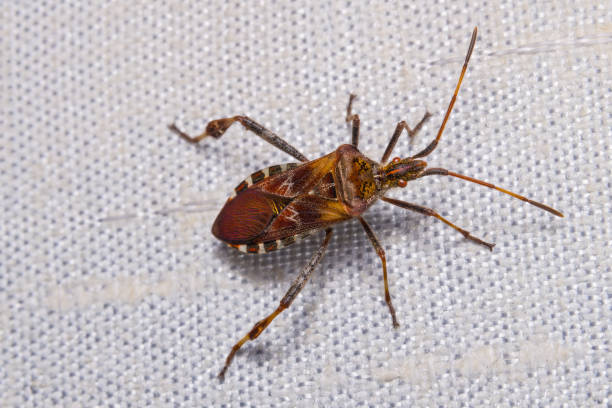 Closeup of western conifer seed bug - WCSB on textile sunblind detail. Leptoglossus occidentalis stock photo