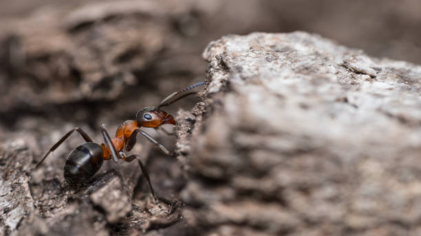 istock Close-up of red wood ant worker profile on tree bark. Formica rufa 1230991082